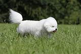 BICHON FRISE 459